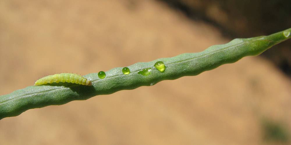 Ruitrugmot - Plutella xylostella