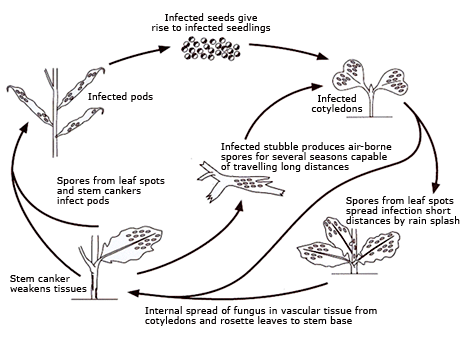 Figure 1 showing lifecycle of blackleg