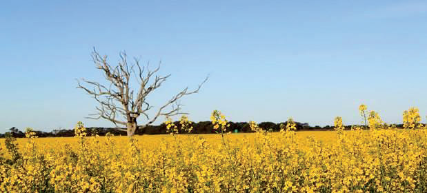 Canola flower field with dead tree in background