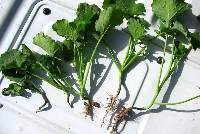 Tipiese ringelering skade by canola plante