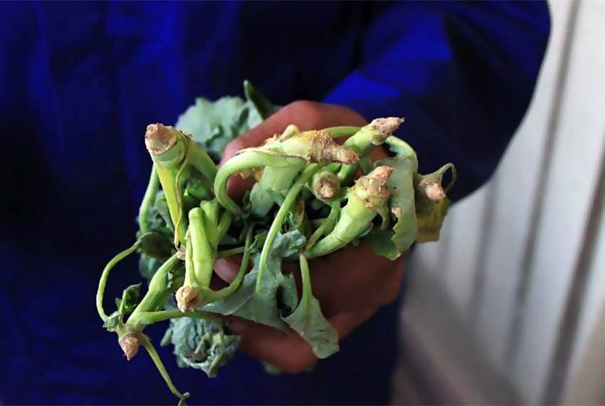 Tipiese ringelering skade by canola plante