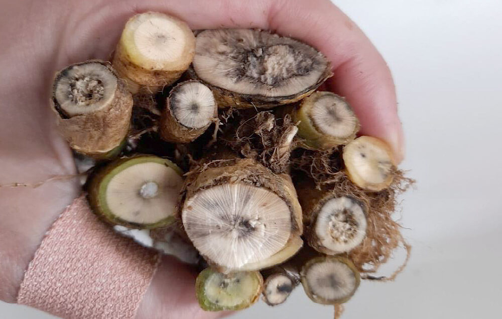 Canola stamme se kroonweefsel toon swartstam skade