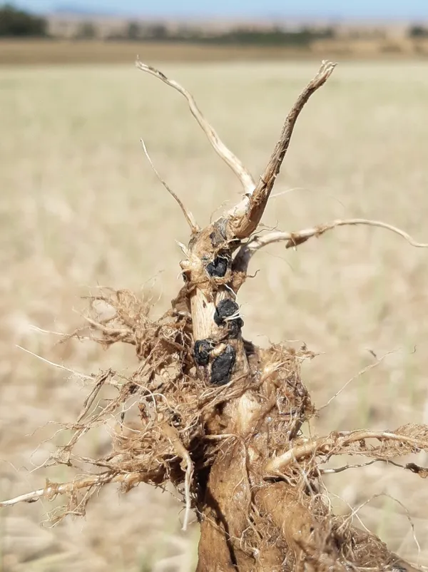 Sklerosiums in en op canola-wortels