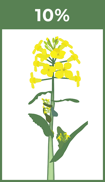 10% Blomstadia