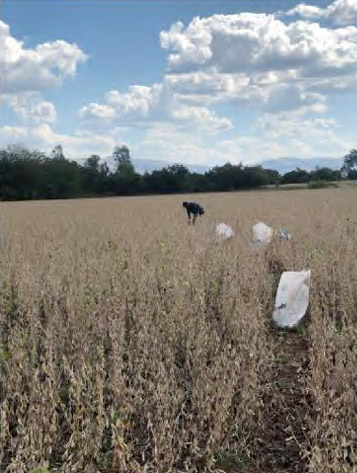 Removal of samples from the treated quadrant. Samples were taken at 10 step intervals (approximately 10m between samples) along the 