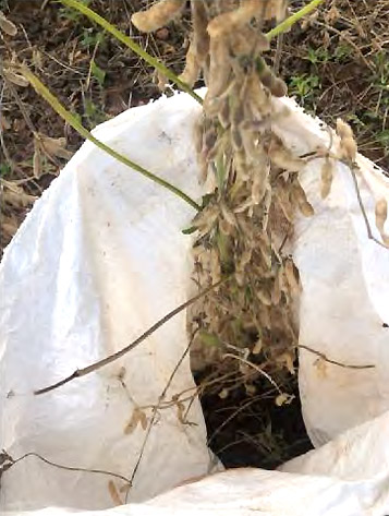 A plant cluster after removal and placement in a large mieliemeal bag. The plant clusters comprised 1 to 5 plants (see the results Table below).