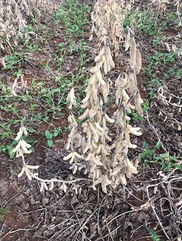 A plant cluster prior to its removal. A spade was used to dig up the cluster with its root-embedded soil.