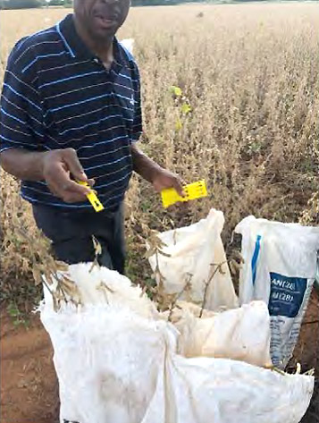 Placement of labels in the bags taken from the treated quadrant to ensure identification after transit