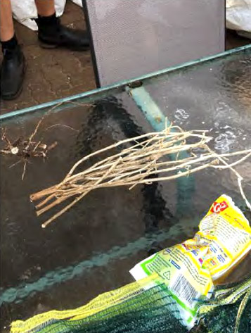 The stems of a sampled plant cluster