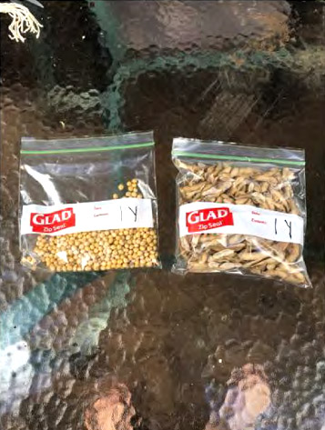 Beans and pods of a sampled cluster
