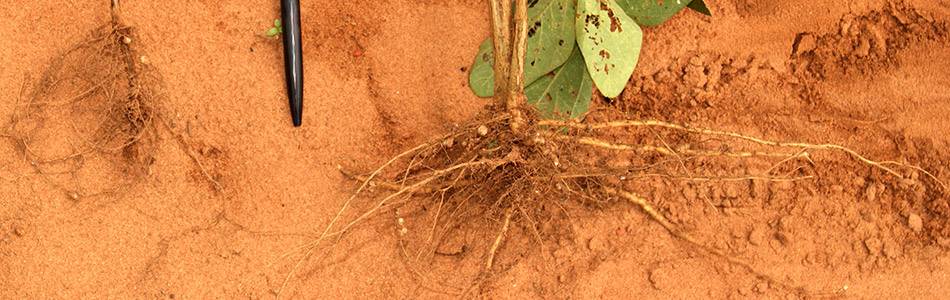 Scar-causing nematodes vs healthy soybean plants