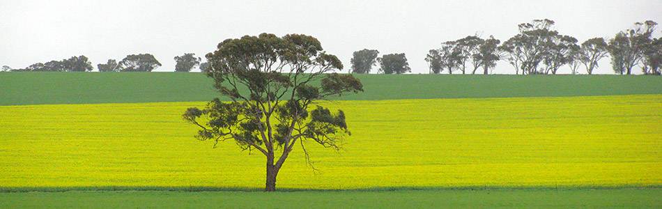 Canola field with tree