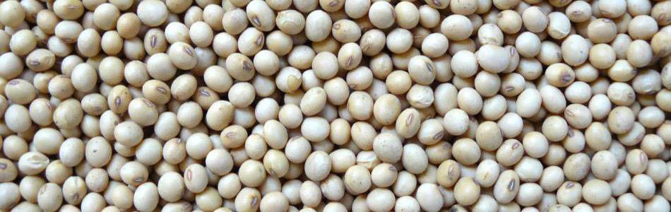 Soybean seeds