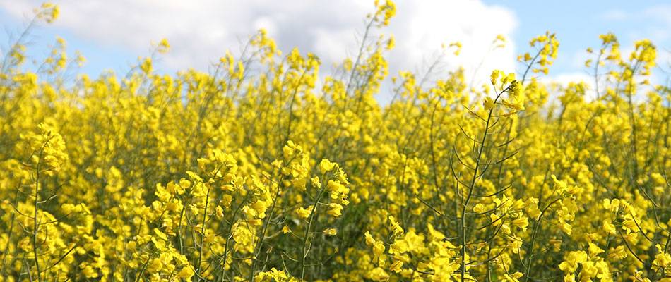 Canola field full of yellow canola flowers near Caledon, Western Cape in South Africa