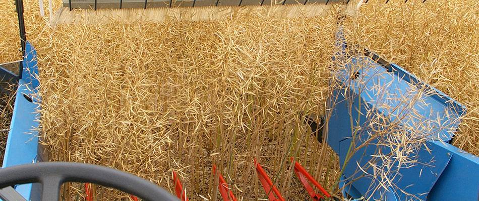 Harvesting canola
