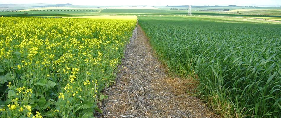 Crop rotation: canola and wheat