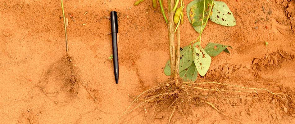 Scar-causing nematodes