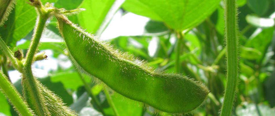 Soybean pods with seeds showing through in the sun