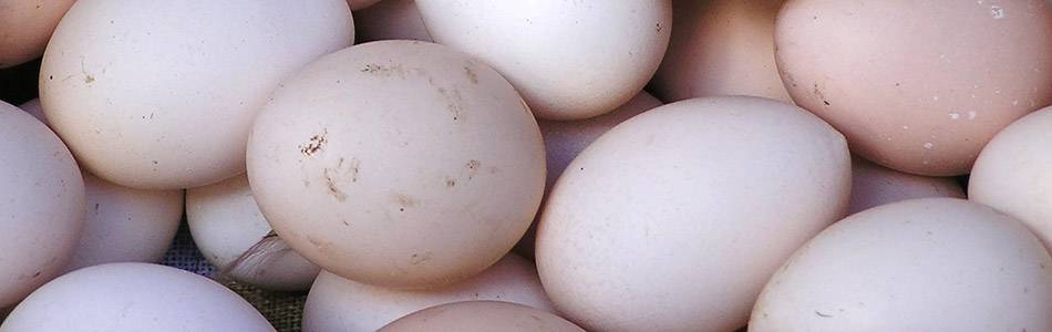Eggs
