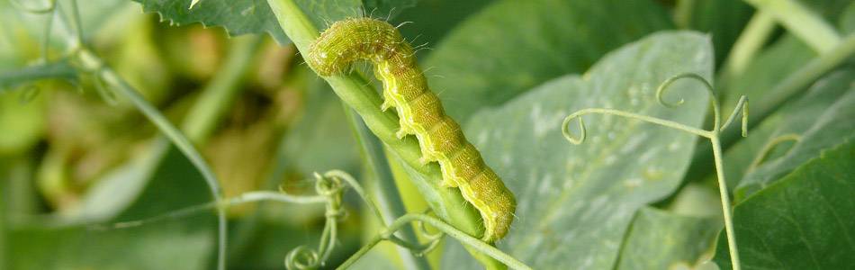 Bollworm larva on a lupin pod