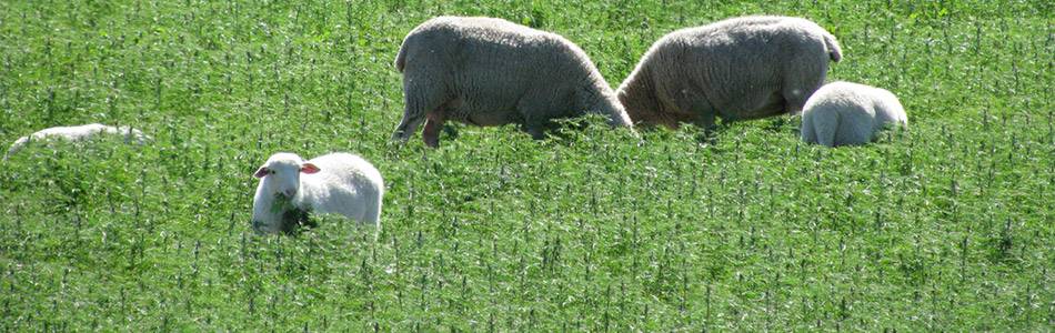 Sheep grazing in lupin field