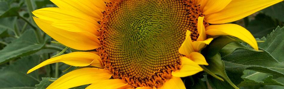 Sunflower seed