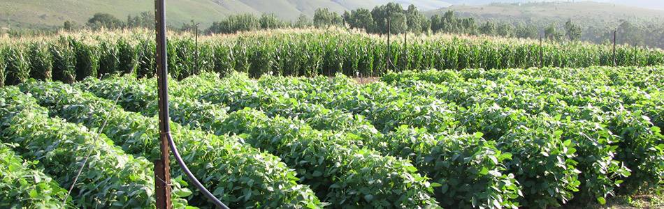 Soybean cultivation