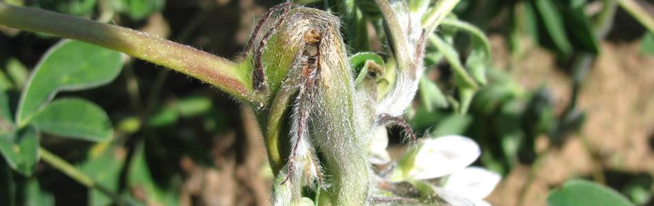 Diseases on soybeans