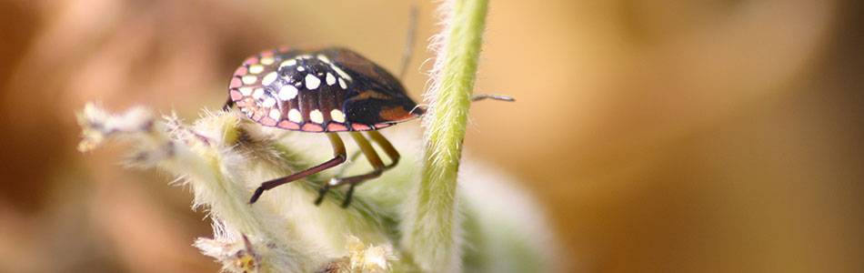 Insect on soybean