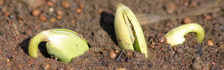 Soybean seedlings