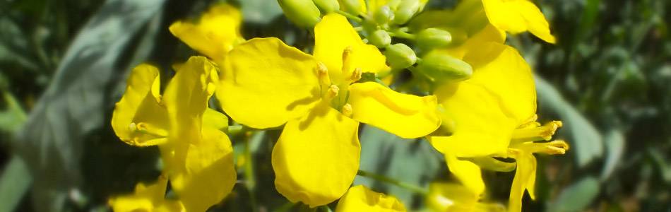 Canola flowers